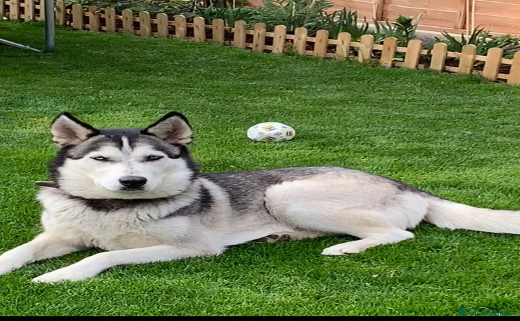 Siberian Husky dogs The name of the dog is Ice - Advert 1