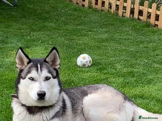 Siberian Husky dogs The name of the dog is Ice - Advert 1