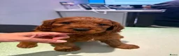 Cavapoo dogs for sale: 🥇TOP QUALITY F1 CAVAPOO PUPPIES READY TO LEAVE! - Advert 12