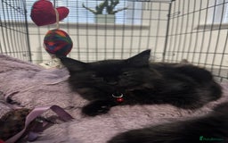 Mixed Breed cats for sale: 2 black half ragdoll kittens - Image 10