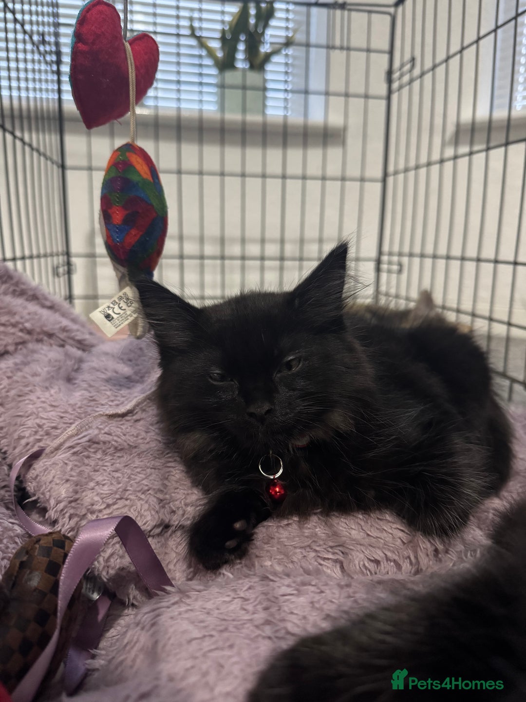 Mixed Breed cats for sale: 2 black half ragdoll kittens - Image 10