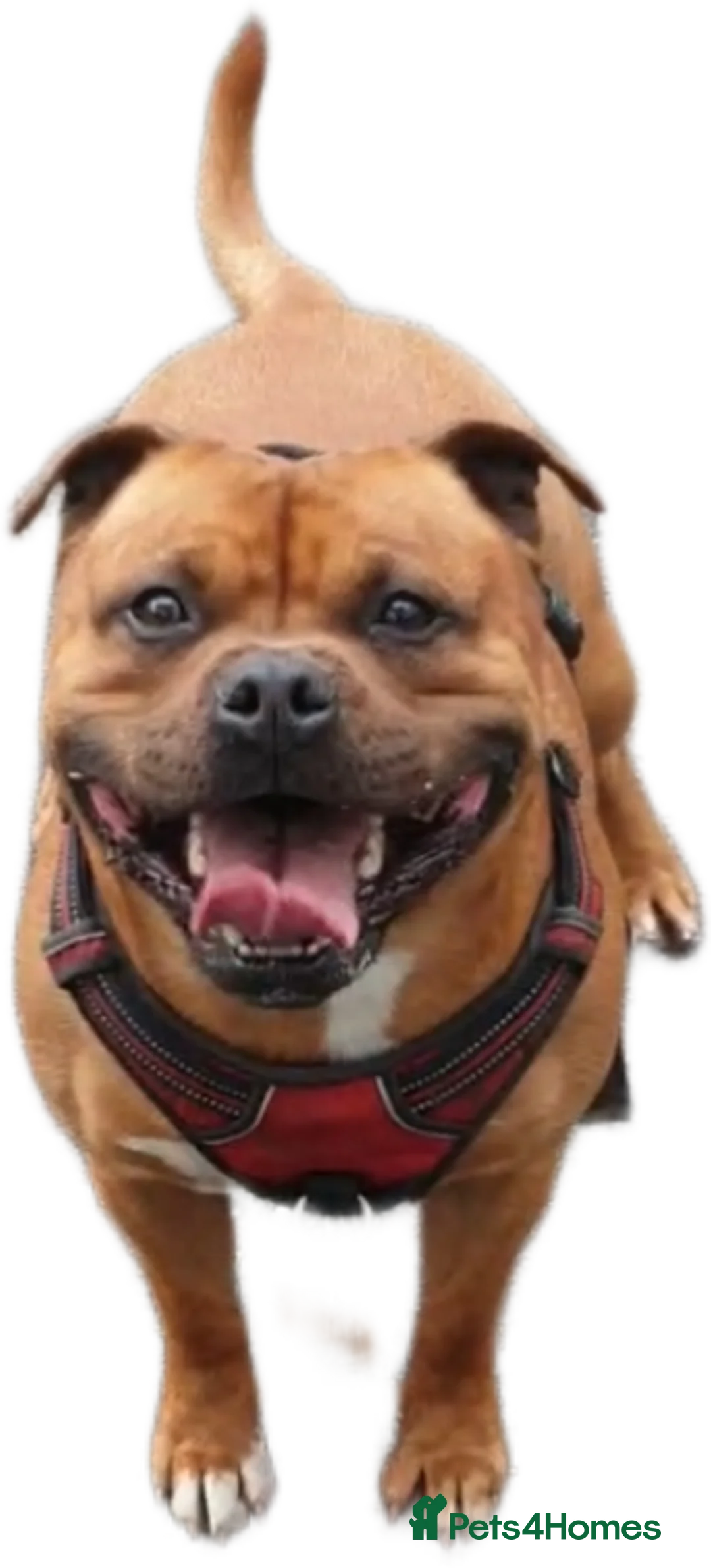 Staffordshire Bull Terrier dogs for stud: 🇬🇧 THE RED DREAMTEAM 🇬🇧Exceptional Temprements in Rochdale - Advert 4