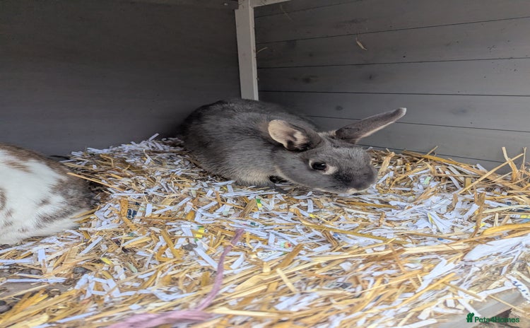 Mini Lop rabbits - Advert 1