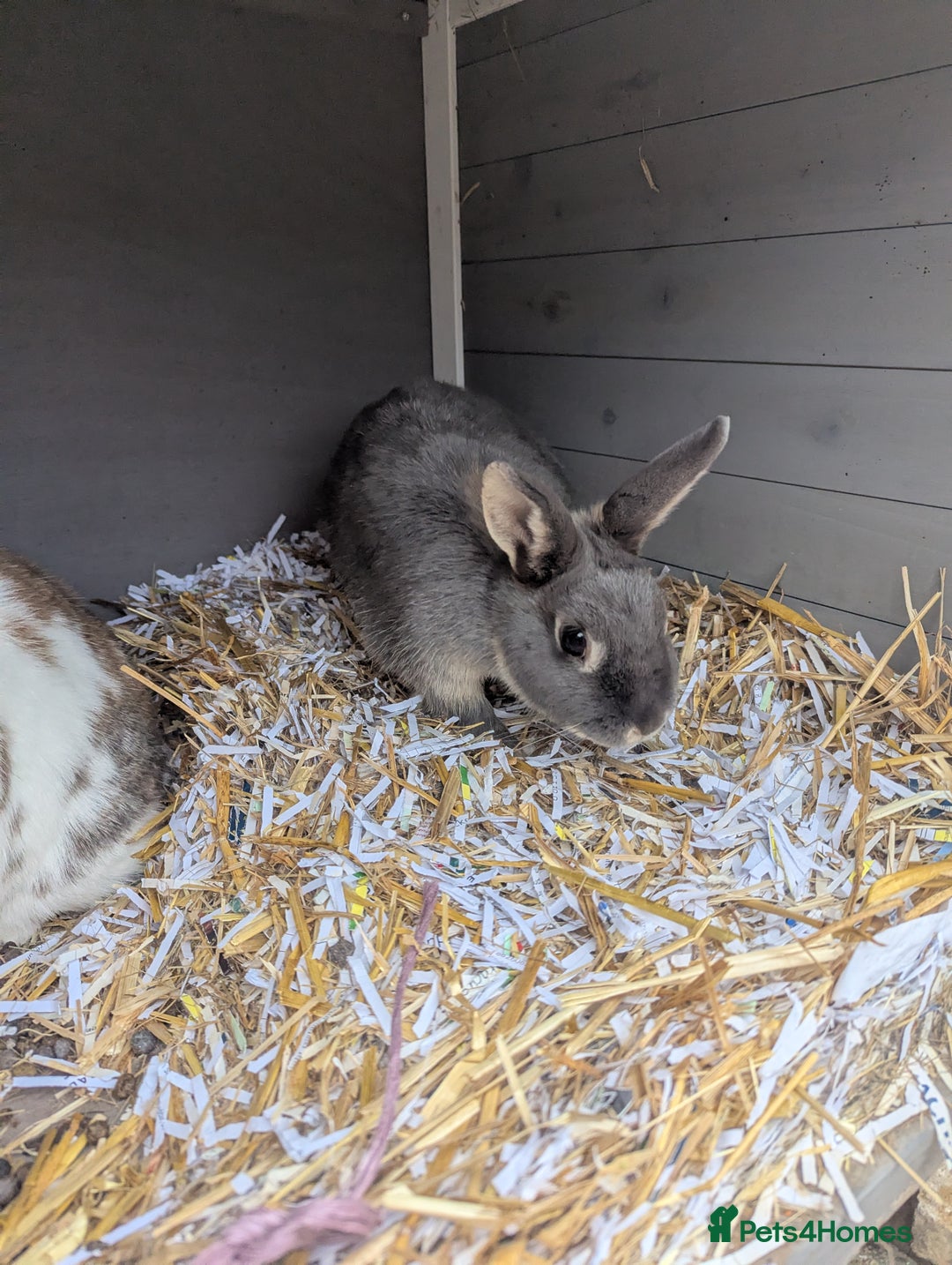 Mini Lop rabbits for sale: Percival and Vex'ahlia - Image 1
