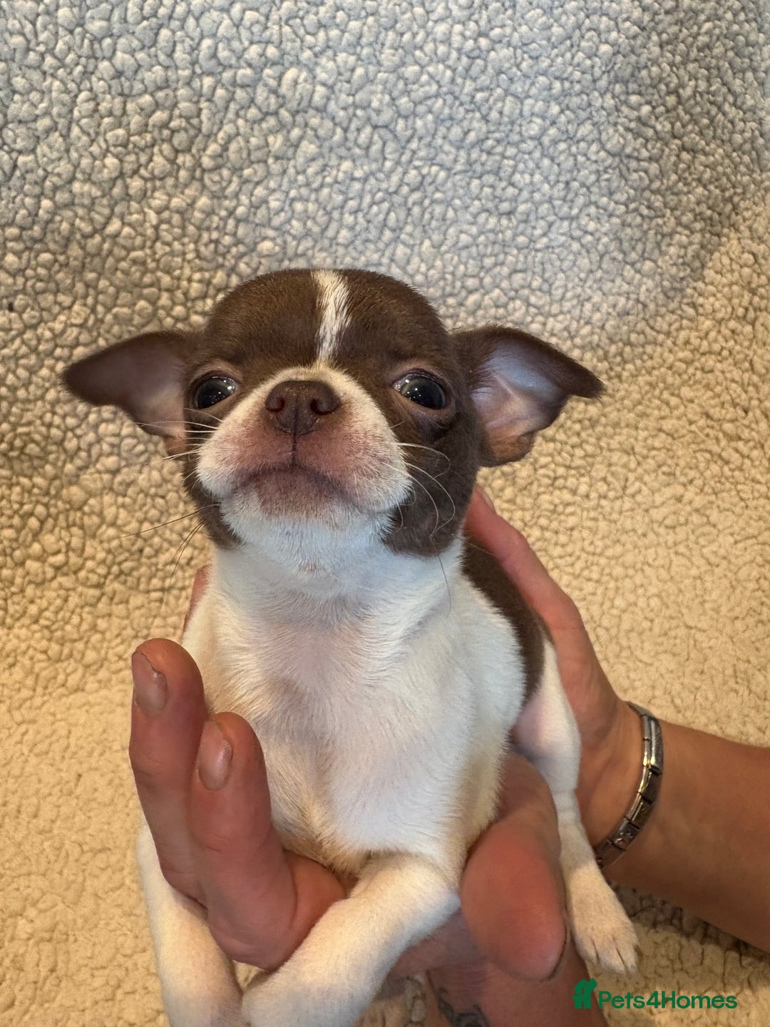 Chihuahua dogs for sale: CHIHUWAHUA PUPPIES. SMOOTH COAT. KC REG. - Image 7