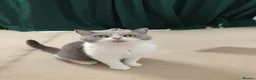 British Shorthair cats for sale: British Shorthair Kitten  in Waltham Abbey - Advert 6