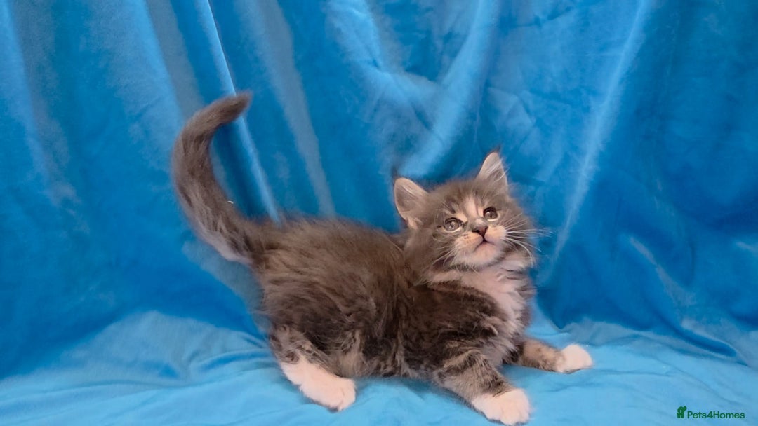 Maine Coon cats for sale: Ready December TICA beautiful Maine Coon Kittens  - Image 4