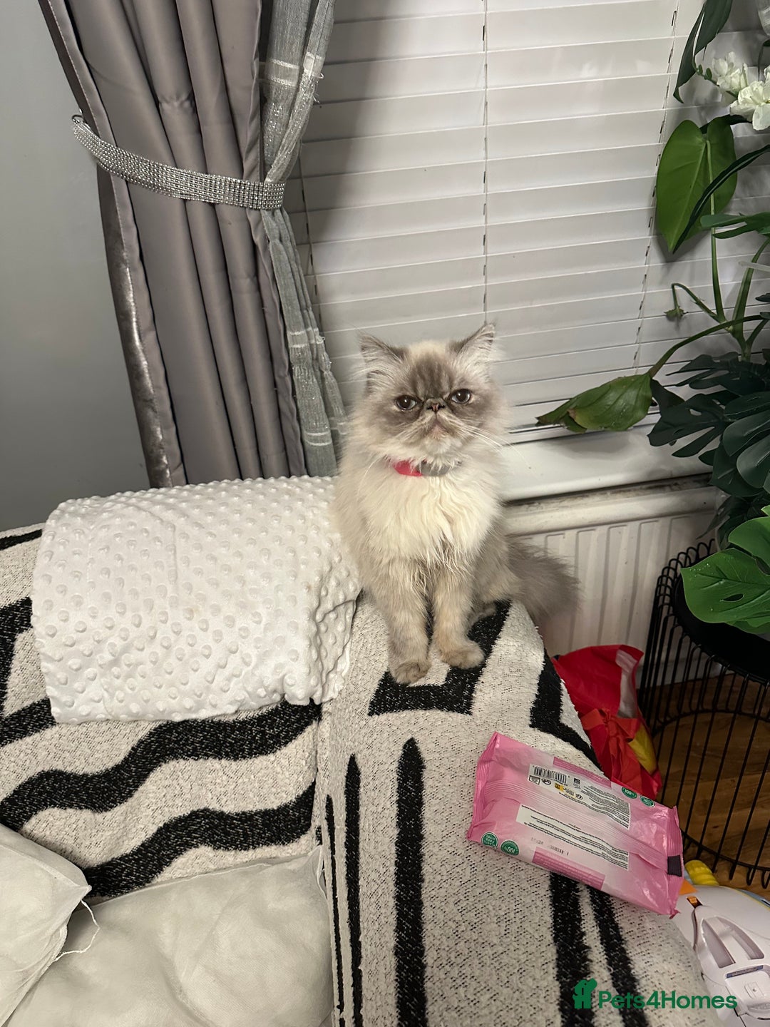 Persian cats for sale: Persian kittens  - Image 4