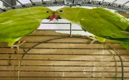 Ringnecks birds for sale: Indian ringneck - Image 1