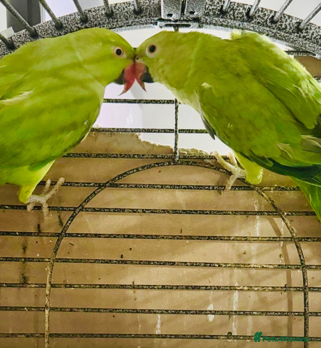 Ringnecks birds for sale: Indian ringneck - Image 1