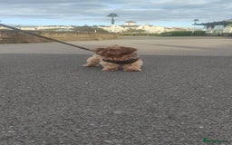 Shih Tzu dogs for sale: Imperial Shih Tzu - Advert 4