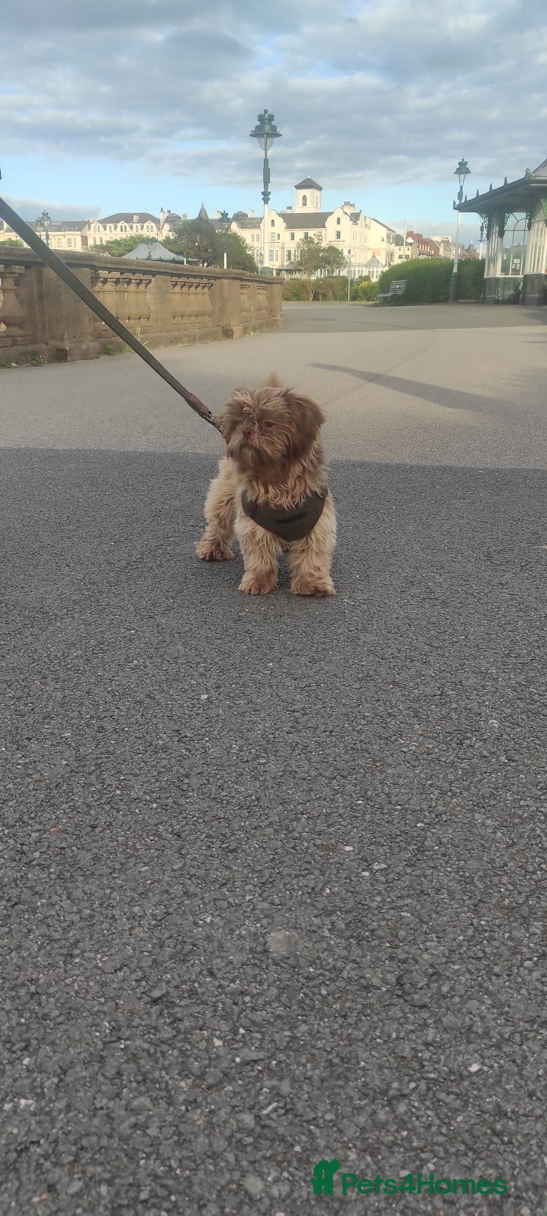 Shih Tzu dogs for sale: Imperial Shih Tzu - Advert 4