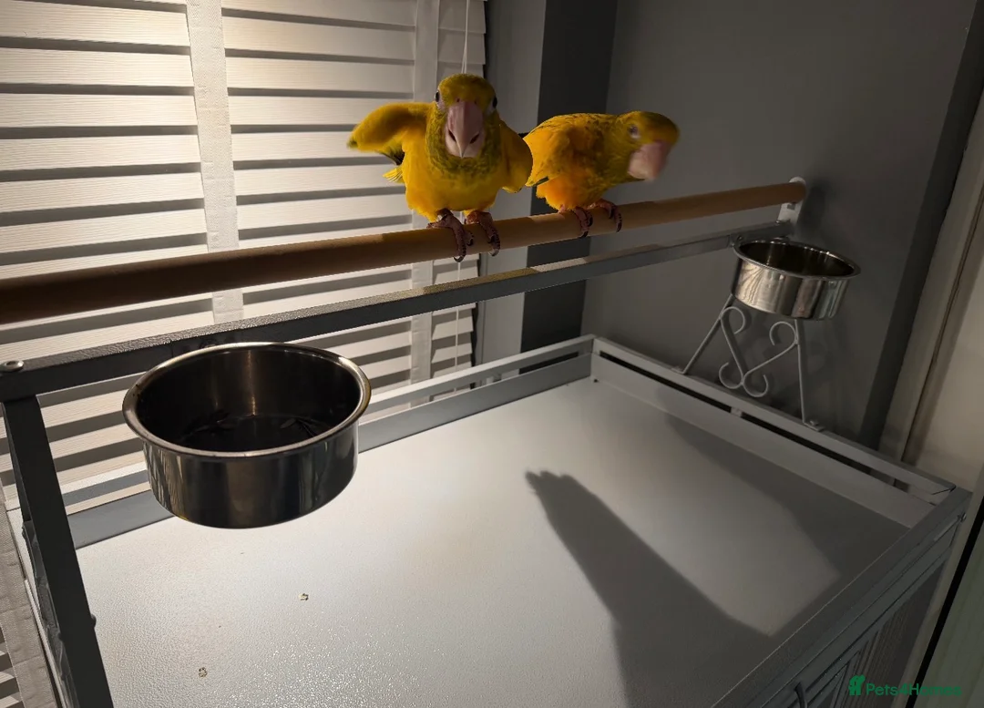 Parrots birds for sale: Queen of Bavaria Pair (Male & Female) Silly Tame - Advert 6