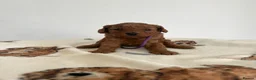 Cavapoo dogs for sale: Cavapoo Puppies for sale - Advert 9