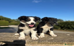 Border Collie dogs for sale: Tri coloured collie pups - Image 3