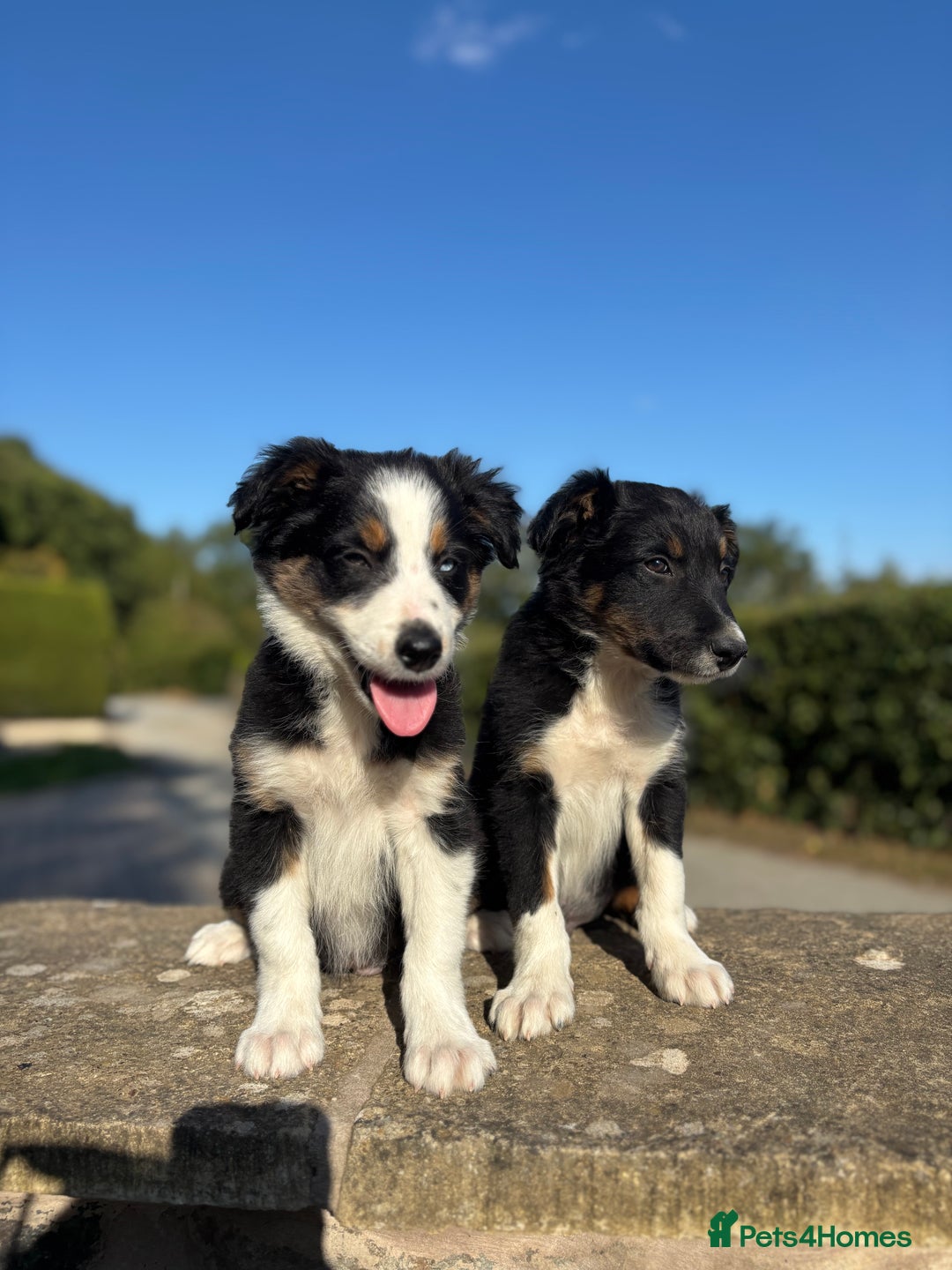 Border Collie dogs for sale: Tri coloured collie pups - Image 3
