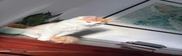 British Longhair cats for sale: 6 toed polydactyl female kitten in Sheffield - Advert 5