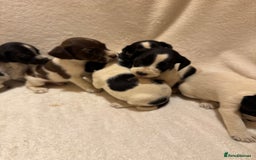 Mixed Breed dogs for sale: Cocker spaniel x jack Russell  - Image 3
