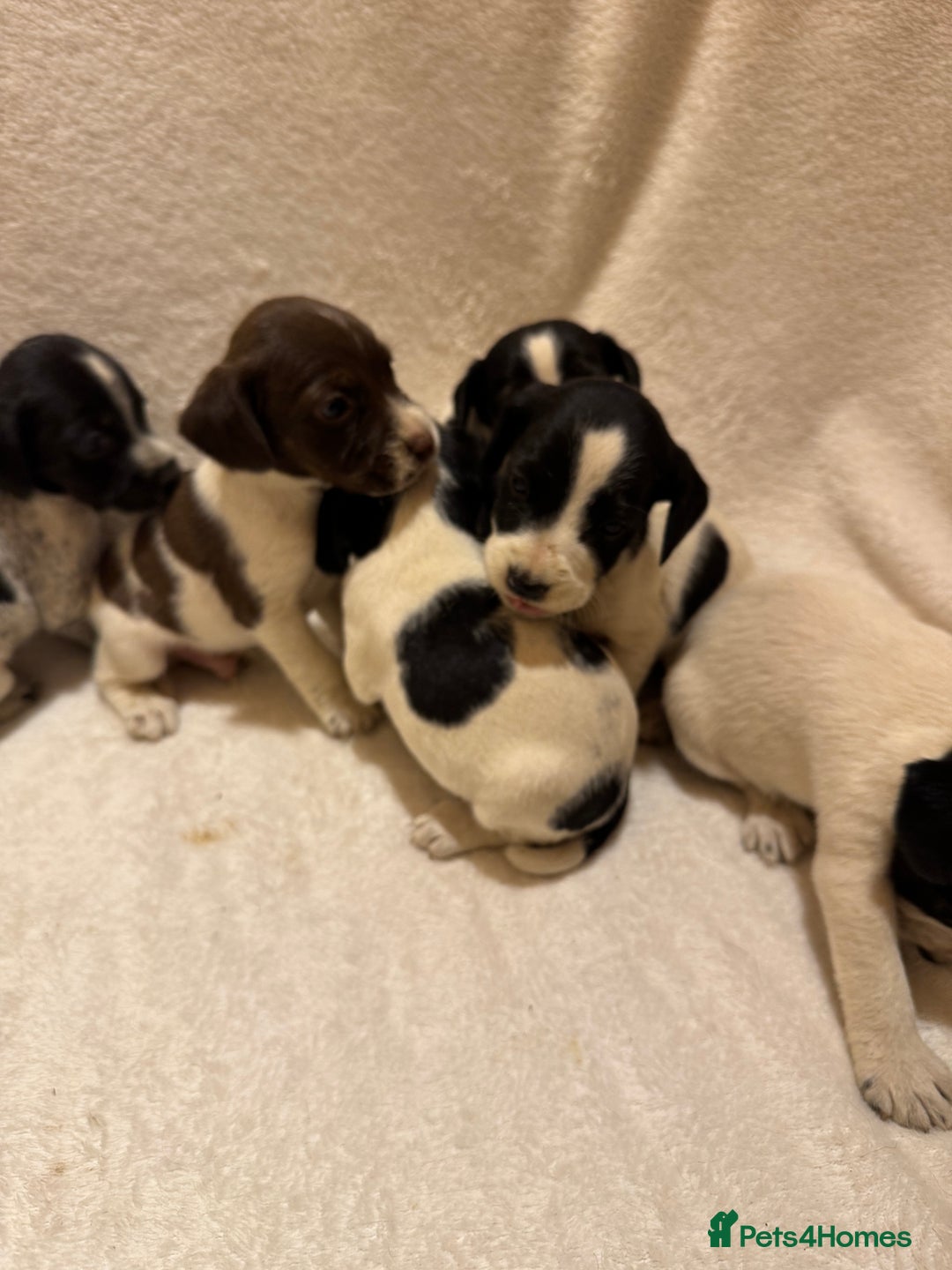 Mixed Breed dogs for sale: Cocker spaniel x jack Russell  - Image 3