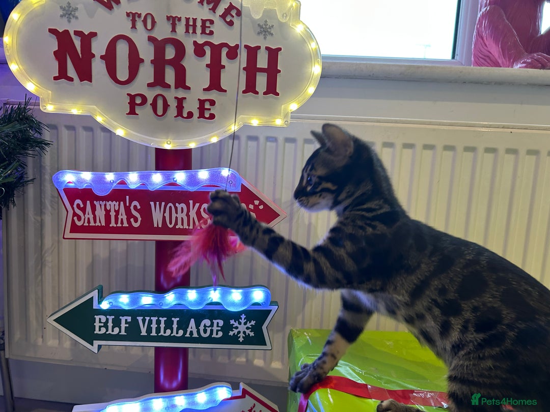 Bengal cats for sale: Stunning Charcoal Female Bengal Kitten - TICA - Advert 16