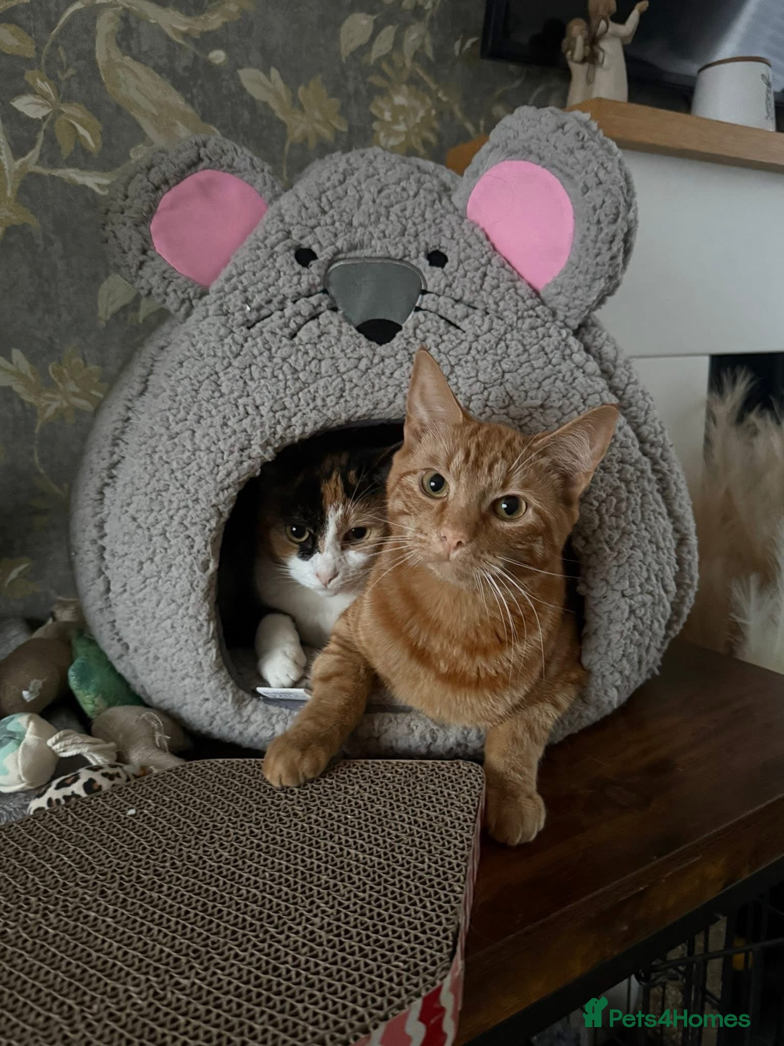 Mixed Breed cats Ginger male, black white and ginger female - Advert 1