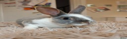 Rex rabbits for sale: Mini Rex Does - Advert 7