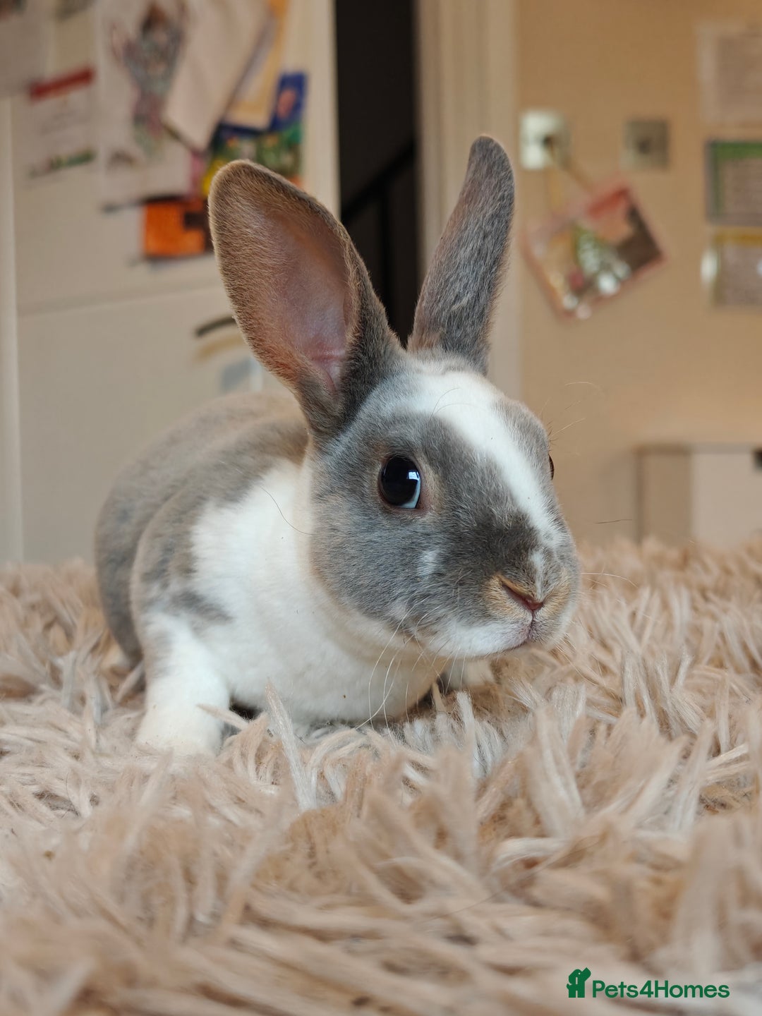 Rex rabbits for sale: Mini Rex Does - Advert 7