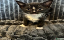 Domestic Shorthair cats for sale: Black and white domestic shorthair - Image 3