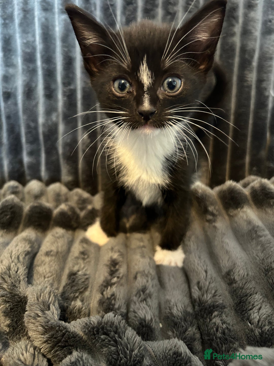 Domestic Shorthair cats for sale: Black and white domestic shorthair - Image 3