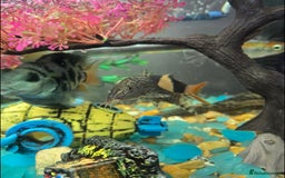 Cichlids fish for sale: Selling our lovely fish with full setup - Image 7