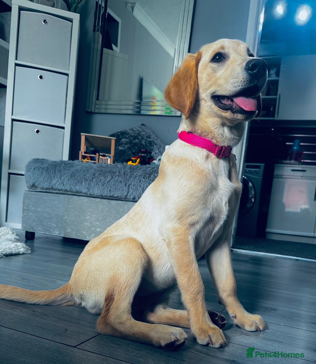 Labrador Retriever dogs for sale: Female lab 7months old  - Image 3