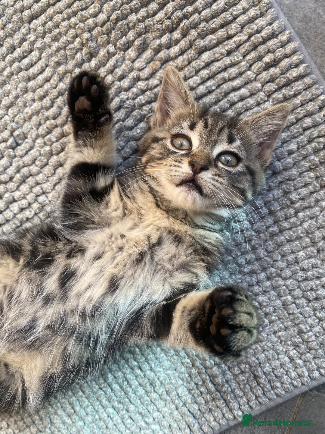 Mixed Breed cats for sale: Beautiful baby girl ready for a loving home 💕 - Advert 2
