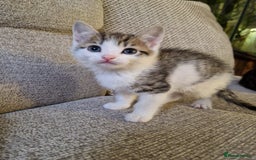 Mixed Breed cats for sale: 4 beautiful kittens available Saturday 22nd - Advert 8