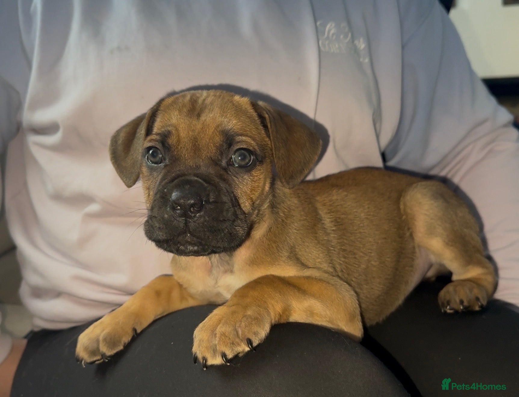 Cane Corso dogs ICF/ICCF Champion 6th GENERATION Cane Corso pups - Advert 5