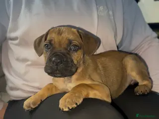 Cane Corso dogs ICF/ICCF Champion 6th GENERATION Cane Corso pups - Advert 6