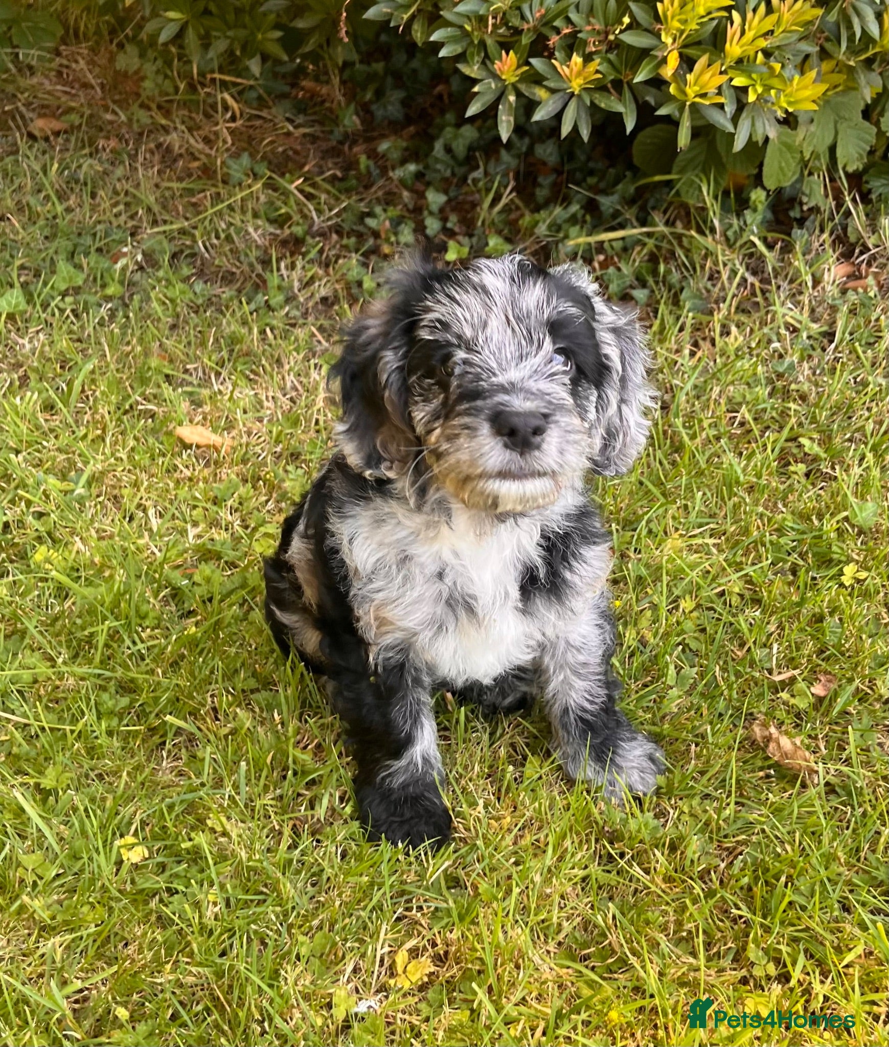 Cockapoo dogs Cockapoo F1 Merle - Advert 18