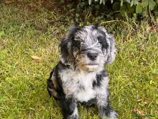Cockapoo dogs Cockapoo F1 Merle - Advert 18