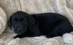 Labrador Retriever dogs for sale: Adorable Labrador puppies - Image 9