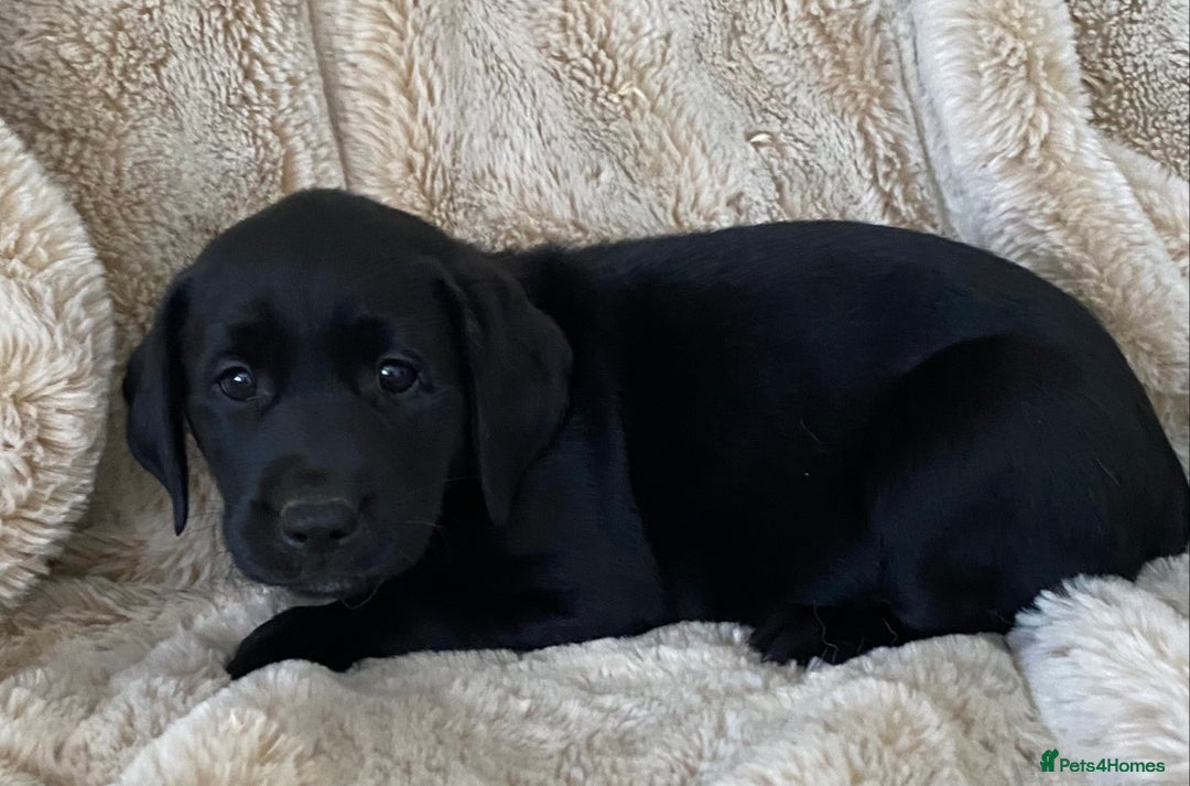 Labrador Retriever dogs for sale: Adorable Labrador puppies - Image 9