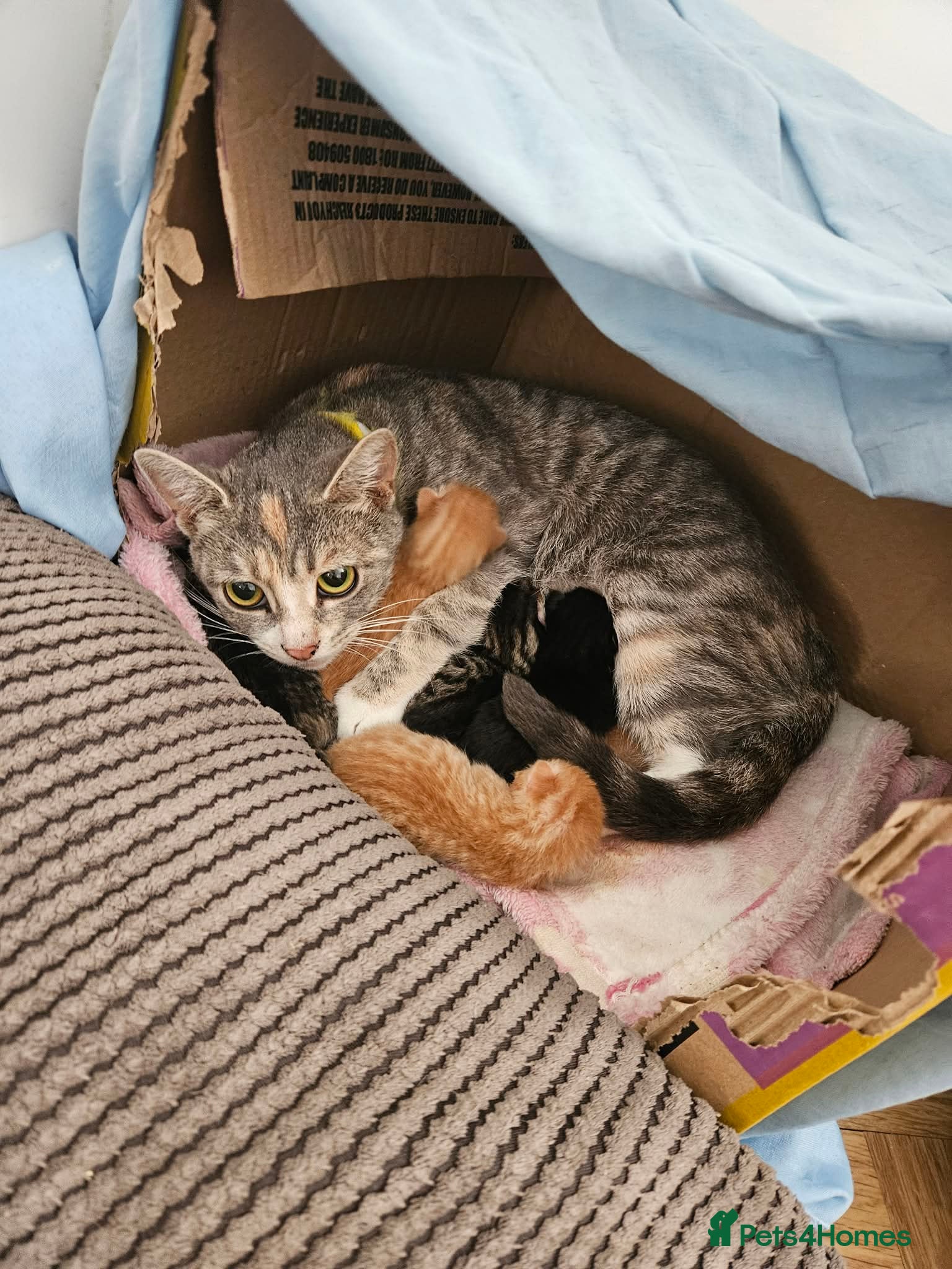 Mixed Breed cats Three males three females kittens - Advert 6