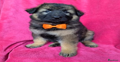 German Shepherd dogs - Advert 3
