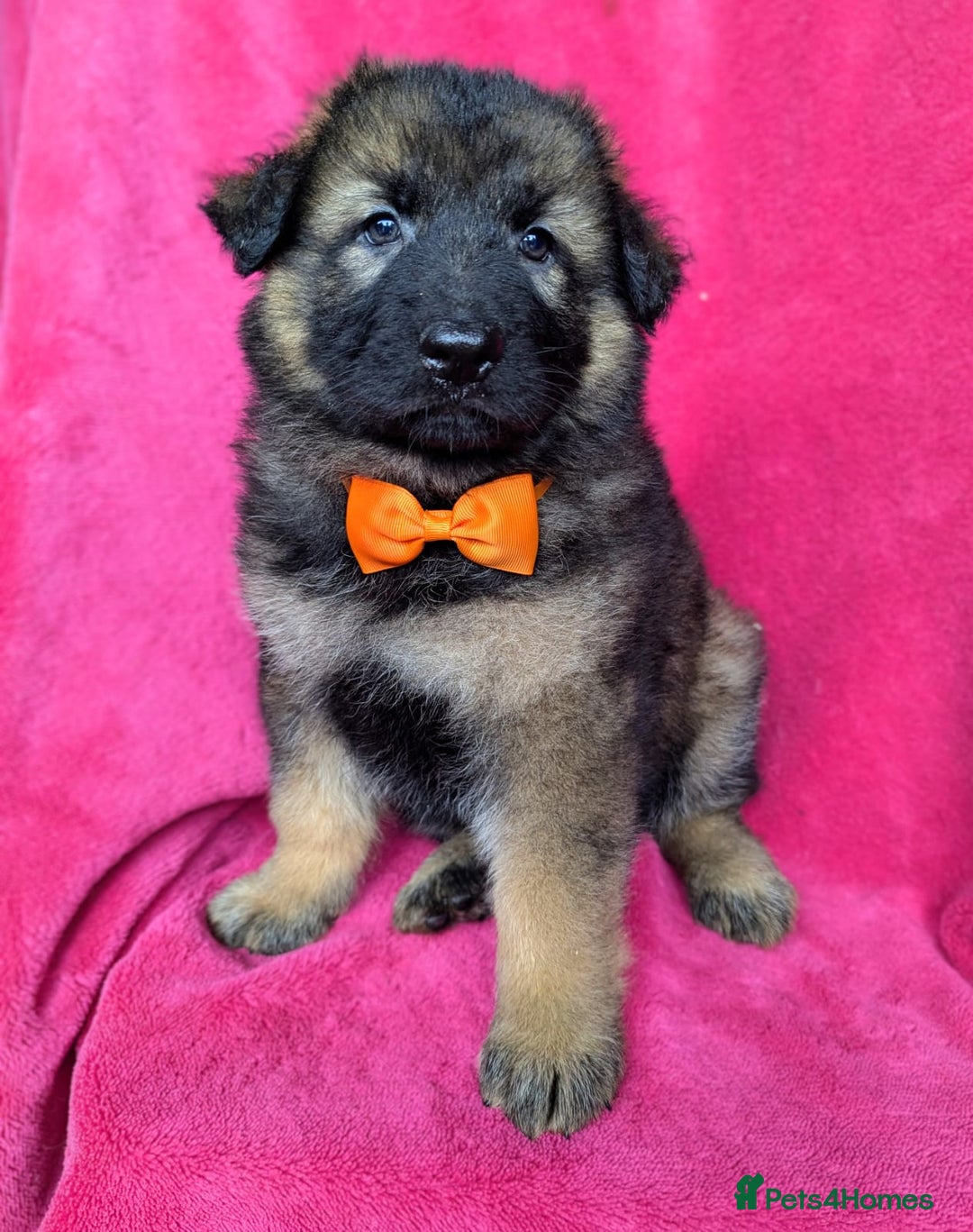 German Shepherd dogs for sale: Adorable German Shepherd puppies - Image 2