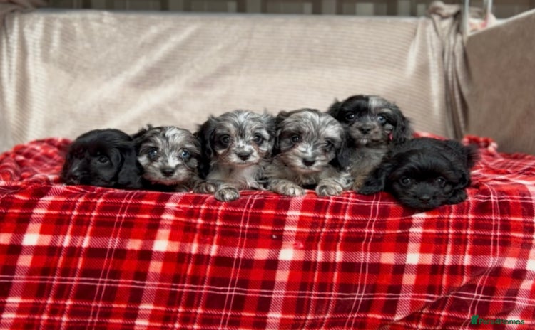 Cavapoo dogs - Advert 2