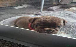 English Bulldog dogs for sale: Bulldog puppies - Image 7