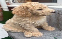 Goldendoodle dogs for sale: Moyen golden doodle just 1 left  - Image 5
