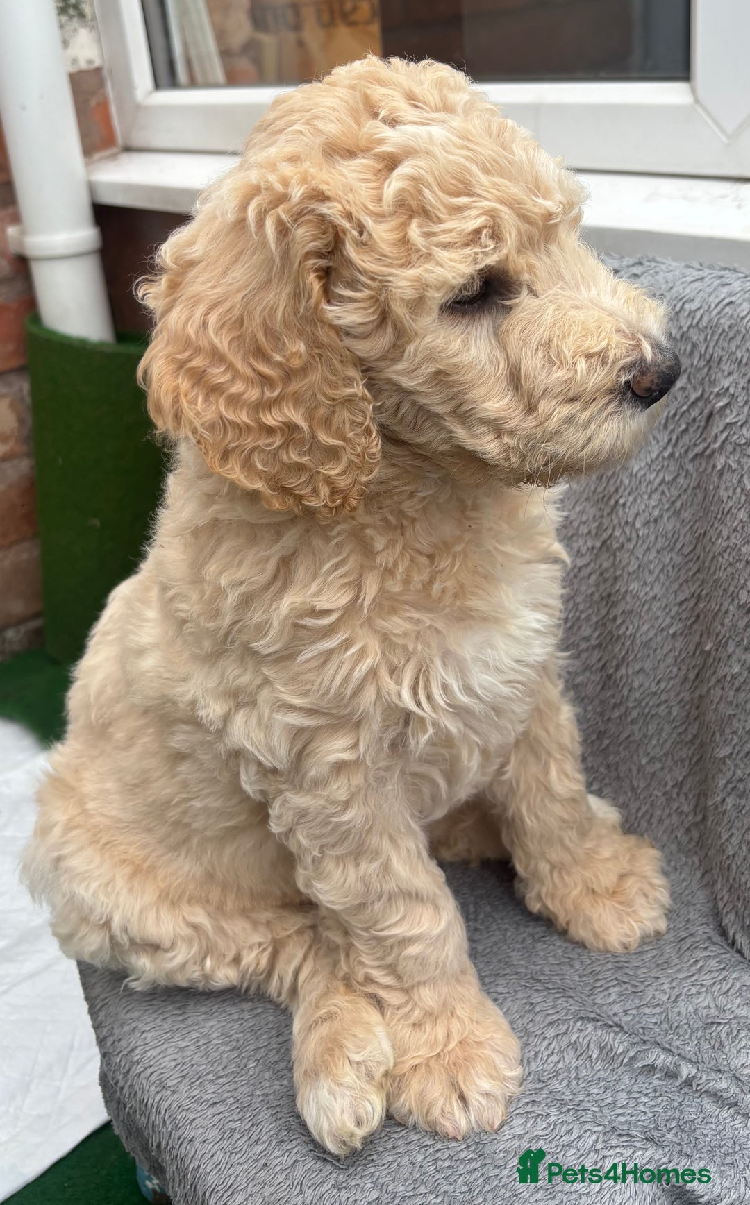 Goldendoodle dogs for sale: Moyen golden doodle just 1 left  - Image 5