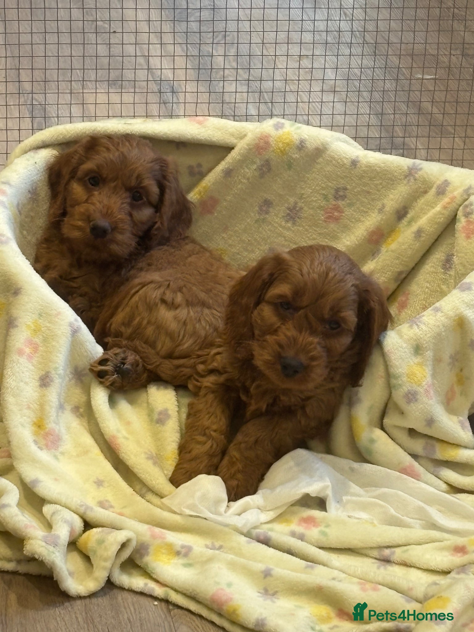 Cockapoo dogs F1 cockapoo puppies 1 boys 1 girl REDUCED - Advert 1