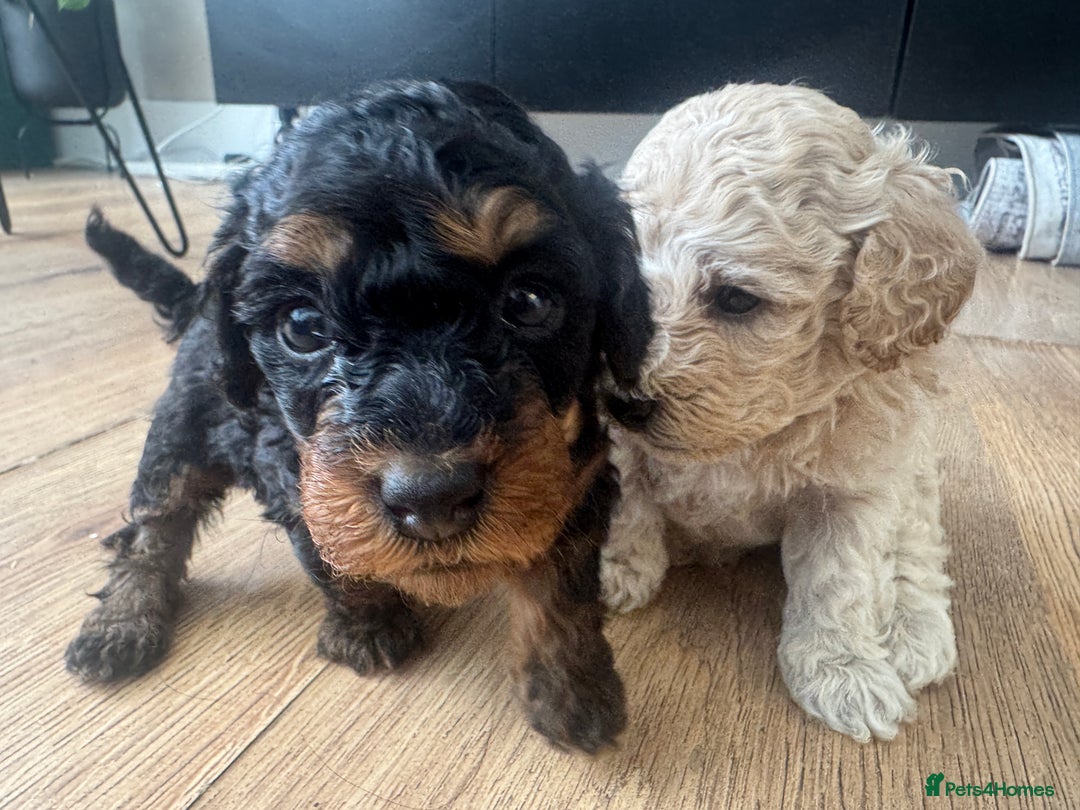 Cavapoo dogs for sale: Miniature cavapoos  - Image 14