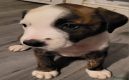 Mixed Breed dogs for sale: 8 beautiful presa canario x huntaway puppies  - Image 11