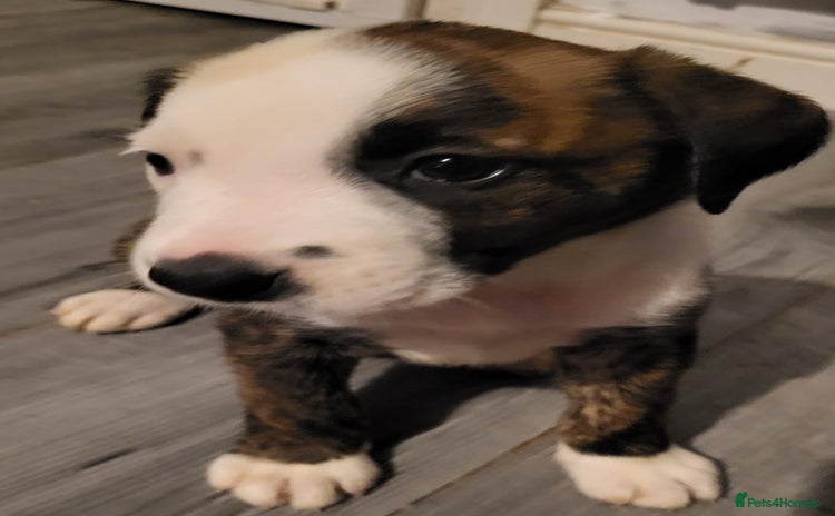 Mixed Breed dogs - Advert 1
